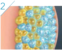 Fat Cell
